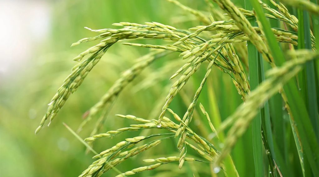 和香玉精品大米 每千克单价-和香米业